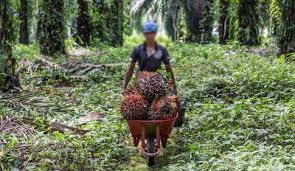 The refinery is a joint venture of fgv, iffco, and tabung haji. The Human Cost Of Conflict Palm Oil Revisited Global Labor Justice International Labor Rights Forum