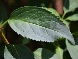 Image result for Ophrestia