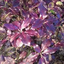 We did not find results for: Pittosporum Tenuifolium Tom Thumb New Zealand Pittosporum Tom Thumb In Gardentags Plant Encyclopedia