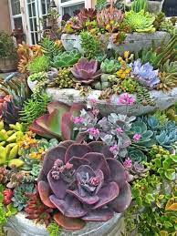 50 Beautiful Succulent Garden Ideas Varieties Succulent Garden Indoor Outdoor Succulents Succulent Landscape Design Planting Succulents