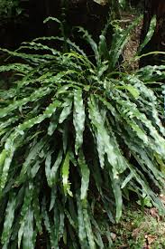 Image result for Microsorum scandens