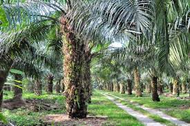 31 august 2009, 09:03 (utc) xpress music. Klasifikasi Dan Morfologi Tanaman Kelapa Sawit Ilmu Pertanian