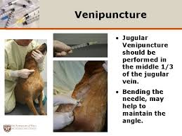 Демонстрация на макете / canine jugular blood draw. Canine Injection Techniques Jamieson L Greaver Bs Rlatg
