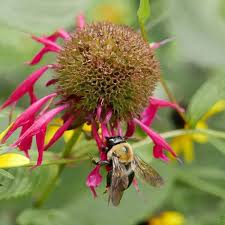 Image result for Monadenium herbaceum