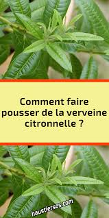 Epingle Sur Plantes