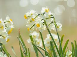See full list on encyclopedia.com China S Flora Tour Narcissus A Flower Full Of Myths Cgtn