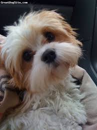 Big Black Brown White Dog Cava Tzu 9 Months White And Brown Tia The Cavatzu Is Simply A Beautiful Dog Big Brown Eyes Soft Fluffy Coat Brown Fluffy Puppies Pretty Dogs Fluffy Dogs