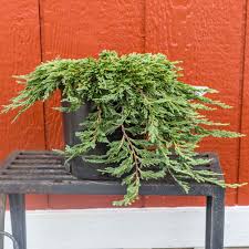 Image result for Juniperus