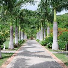 Image result for Roystonea