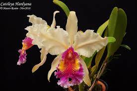 Cattleya Hardyana Cattleya Cattleya Orchid Orchidaceae