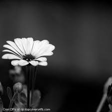 Black And White Flower Cool Display Pictures White Flower Wallpaper Black And White Flowers Black And White Wallpaper