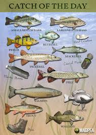 Mad Summer 19 Fishing Tournament Fish Chart Are You Re
