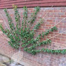 A all cherry pruning should be carried out in the growing season. Fan Trained Cherry Trees Fruit Trees For Sale