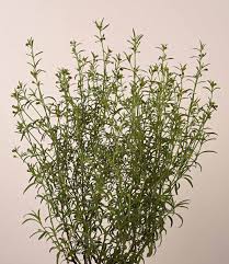 Image result for Vahlia dichotoma