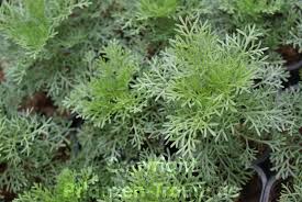 We did not find results for: Coca Cola Kraut Eberraute Artemisia Abrotanum Pflanzen Traum De