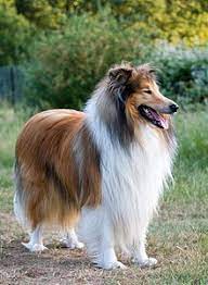 Sensitive shelties crave companionship and thrive in family settings, though they can be shy around strangers. Collie Wikipedia