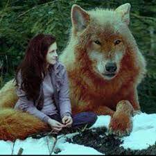 Bella Jacob I Want A Pet Wolf Pet Wolf Twilight Jacob Twilight Wolf Pack