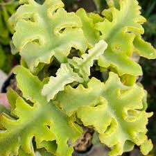 Image result for Commiphora pteleifolia