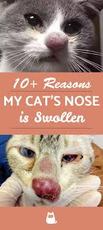 Now i know where to look. My Cat Has A Swollen Nose Causes And Treatments Cat Nose Cancer In Cats Cats