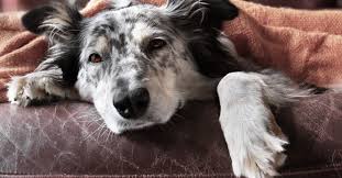 Why would a cat vomit foam? Dog Vomiting Causes Symptoms Treatments Petfinder