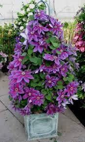Perennial flowers to grow in pots. Best Unexpected Plants You Can Grow In Containers The Garden Glove Container Flowers Container Gardening Flowers Plants