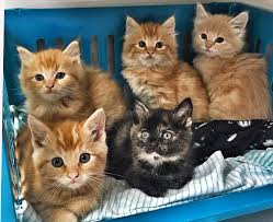 If you do have your heart set on adopting a kitten, or currently have a kitten or teenage cat in your house, we strongly suggest a friend for them. Kitten Adoption Riyadh The Y Guide