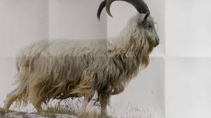 The production of the goats will vary from herd to herd. Cashmere Sanders Kauffmann Gmbh
