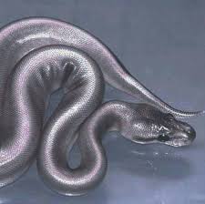 Pin By Devon Pavlovits On Color Most Beautiful Animals Cool Pets Animals Beautiful