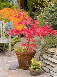 Decoration Avec Un Erable Japonais Archzine Fr Arbuste En Pot Jardin Japonais Arbres En Pots