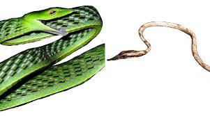 Snake your way through the competition to complete missions, upgrade your skills and destroy other players. Iisc Researchers Discover Five New Species Of Vine Snakes In Peninsular India India News The Indian Express