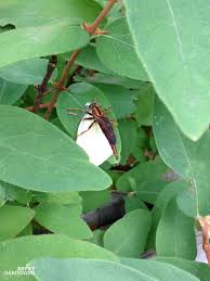 Large or small holes in leaves; Cabbage Worm Identification And Organic Controls