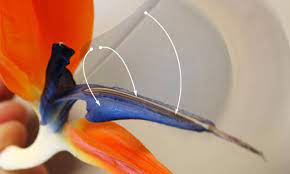 Flectofin Birds Of Paradise Flower Birds Of Paradise Inspiration