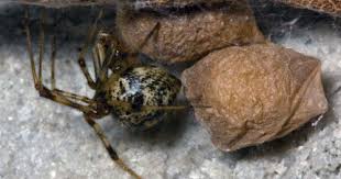 Black And Yellow Spider Texas Poisonous How To Identify Venomous House Spiders House Spider Common House Spiders Spider