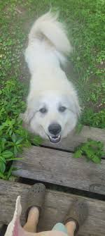 Growing Apple Trees and Maintaining an Orchard