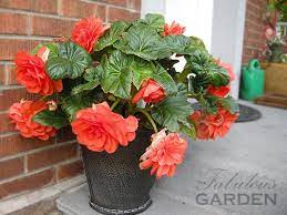 Tuberous begonias can easily be overwintered, and grown every year. Plant Profile Tuberous Begonias The Fabulous Garden