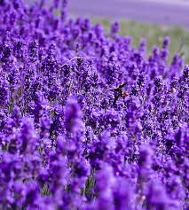 Image result for Lavandula