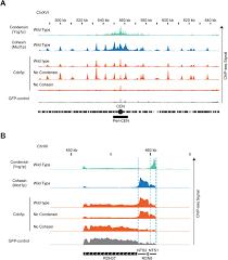 the spatial regulation of condensin activity in chromosome