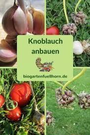 Der Anbau Von Knoblauch Leicht Gemacht Biogarten Fullhorn Knoblauch Anbauen Biogarten Knoblauch Ziehen