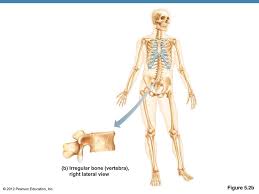 Loosely speaking, as these epiphyses stop contributing to growth, they beg. 5 The Skeletal System Ppt Download