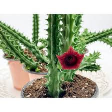 Image result for Huernia