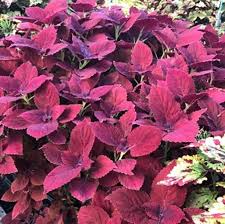 Image result for Coleus scutellarioides