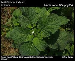 Image result for Heliotropium indicum