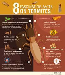 The termite has no plan and forages in any wooden construction they can find in contact with soil. Fascinating Facts On Termites The Home Project Servicemarket