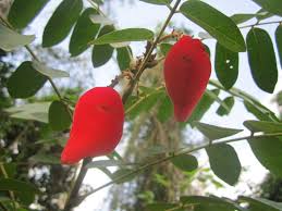 Image result for Cnestis