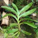 Image result for Tridactyle