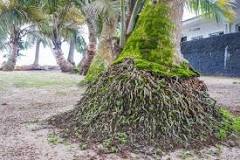 Image result