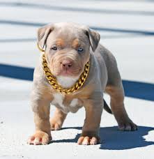 Gold Cuban Link Luxury Dog Choke Chain Collar Bully Breeds Dogs Cute Baby Animals Pets