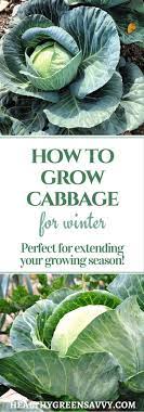 How To Grow Cabbage Why You D Want To Healthygreensavvy Growing Vegetables Gardening Tips Growing Cabbage