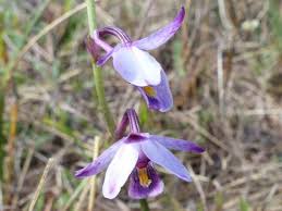 Image result for Eulophia hians