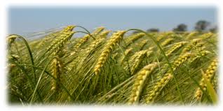 Manners & Customs: Growing and harvesting grain | AHRC